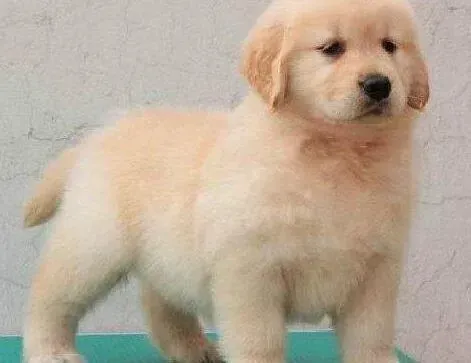 金毛|金毛犬患上细小后期了应怎么治疗