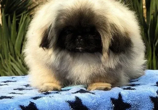京巴狗|九个月的京巴犬应该吃多少狗粮