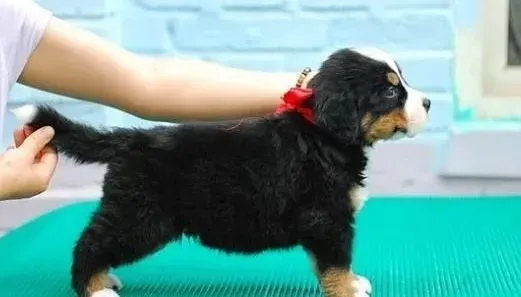 伯恩山犬|伯恩山犬一天需要喂几遍狗粮