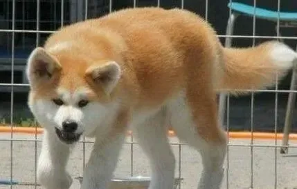 秋田犬|秋田犬肚子胀呕吐是什么问题