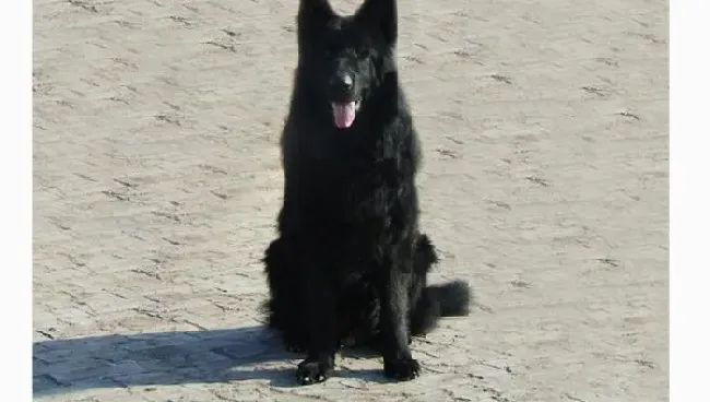 比利时牧羊犬|饲养比利时牧羊犬幼犬注意髋关节发育不良症