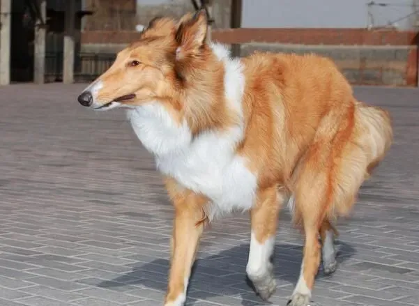 苏格兰牧羊犬智商排名 智商排名中为第16名 | 苏格兰牧羊犬
