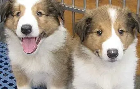 苏格兰牧羊犬|苏格兰牧羊犬不良习惯的纠正方法