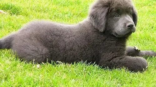 纽芬兰犬|狗狗营养学：给纽芬兰犬补充维生素很重要（上）