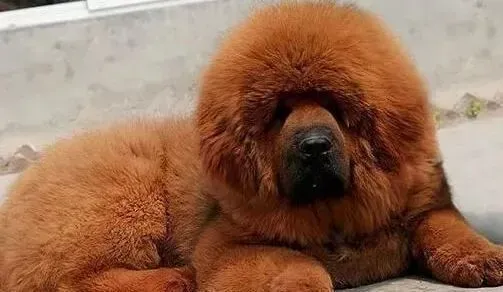 藏獒|如何增加藏獒幼犬与主人们之间的信任度