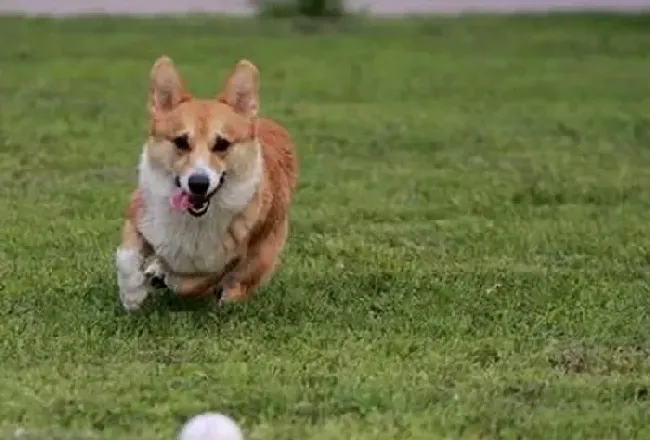 柯基犬|三个要点柯基犬轻松远离腹泻疾病