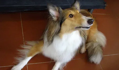 喜乐蒂牧羊犬聪明吗 喜乐蒂犬智商很高 | 喜乐蒂牧羊犬