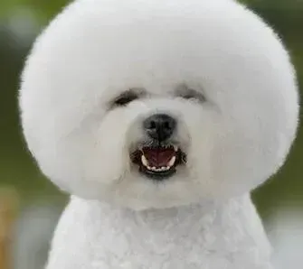 比熊犬|主人外出时怎样给比熊犬选择寄养机构
