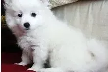银狐犬|银狐犬的腿上有些红肿是什么问题