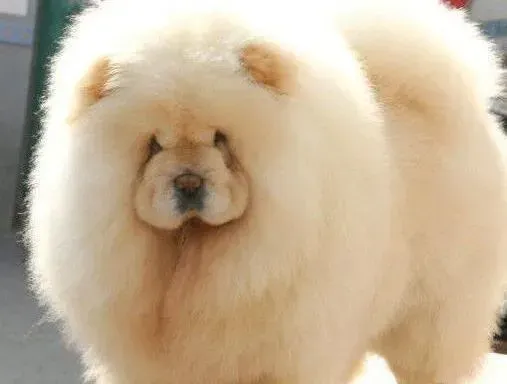 松狮犬|三种方法让松狮犬不知不觉的把药吃了