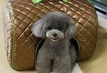 贵宾犬|贵宾犬感冒有哪些具体的表现