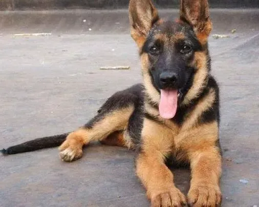 德国牧羊犬|德国牧羊犬注射完疫苗后有点感冒，可以吃药吗