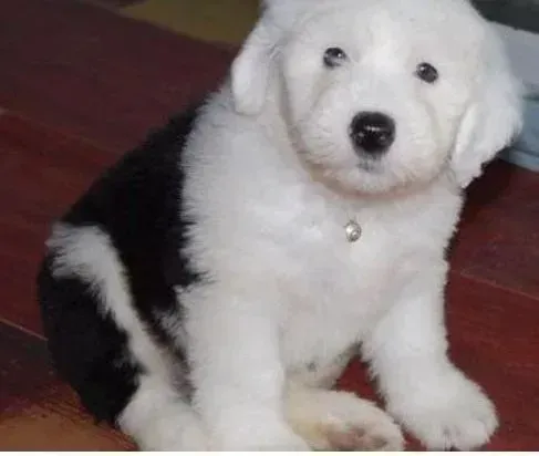 古代牧羊犬|古代牧羊犬的耳朵里面脏了应该如何清洗