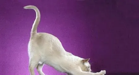 巴厘猫尿血吃什么药 很可能是结石 | 巴厘猫