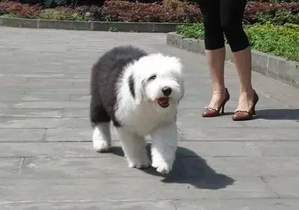 古代牧羊犬|古代牧羊犬怎么打疫苗需要注意什么问题