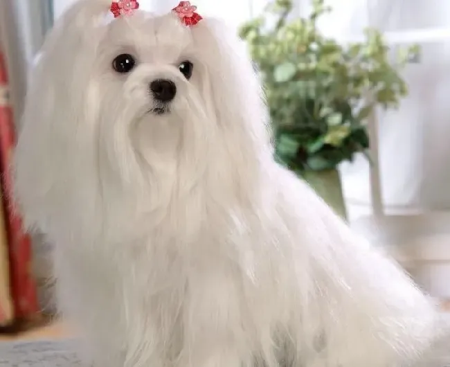 马尔济斯|马尔济斯犬的正常与非正常掉毛讲解