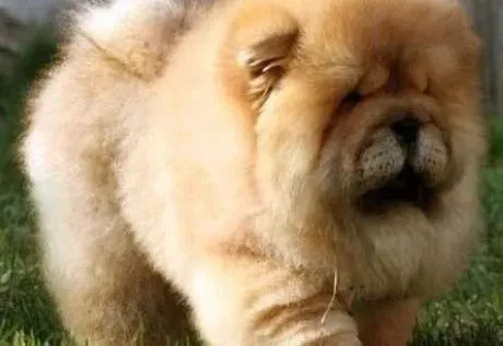 松狮犬|制止松狮犬咬人的恶习，主人们怎样做最安全