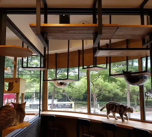 猫咪游乐园主题餐厅  成为未来流浪喵们的庇护所