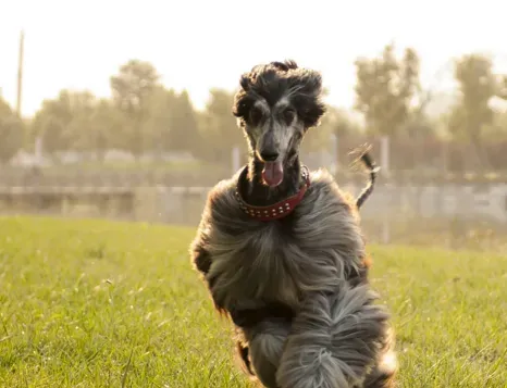 阿富汗猎犬凶猛排名 比较厉害的狗狗 | 阿富汗猎犬