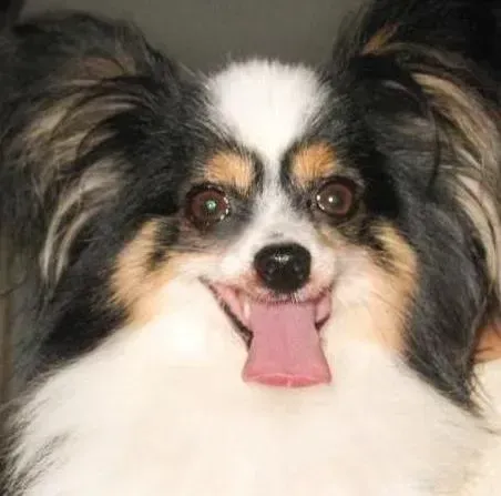 蝴蝶犬|护理全程指导 凉爽季节给蝴蝶犬洗澡须谨慎