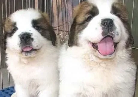 圣伯纳犬|怎样调教出一只非常听话的圣伯纳犬
