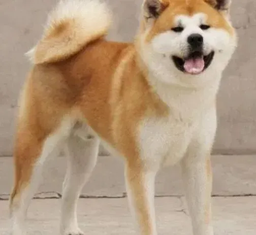 秋田犬|挖掘秋田犬的潜力 洞悉秋田犬的性格特点