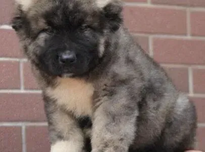 高加索犬|高加索犬可以吃水果吗 吃什么水果好