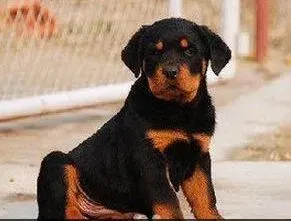 罗威纳犬|罗威纳犬肚皮上出现湿疹用什么药好
