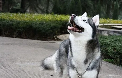 阿拉斯加雪橇犬饲养费用 可靠的价格在3500元 | 阿拉斯加雪橇犬