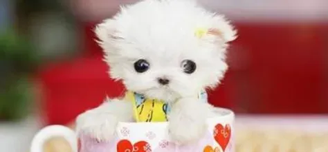 茶杯犬的寿命 狗狗寿命取决于饲养方法 | 茶杯犬
