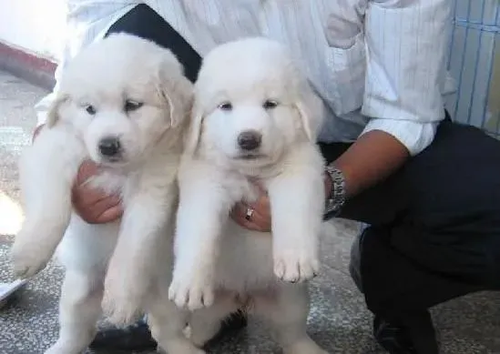 大白熊犬|大白熊犬好饲养么？大白熊犬主要吃什么