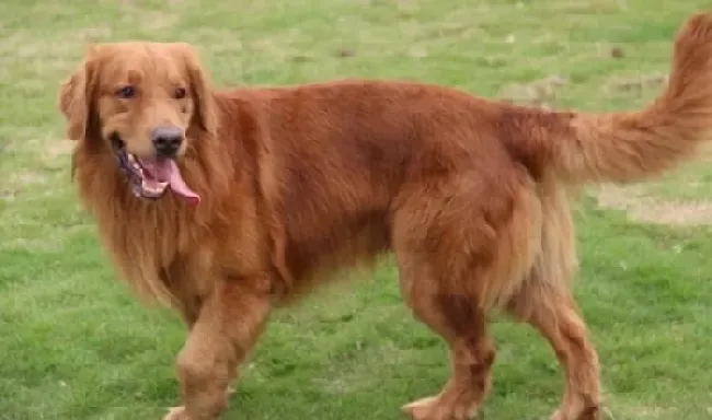 金毛|训练金毛犬进笼子好处多多