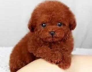 泰迪犬|泰迪犬有哪些睡眠上的习性