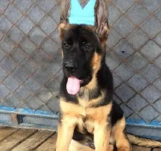 德国牧羊犬|德国牧羊犬为何那么喜欢翻垃圾桶