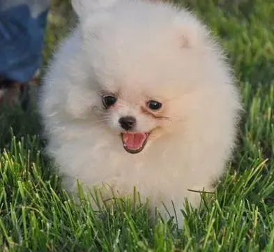 博美犬|饮食忌讳大全 对博美犬有危险的食物有哪些