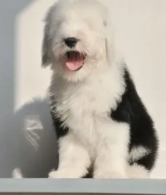 古代牧羊犬|怎样掌握给古代牧羊犬刷牙的方法