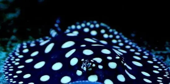 珍珠虹鱼混养 可以和一些大型观赏鱼混养 | 珍珠虹鱼