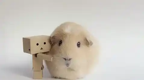 饲养豚鼠我们需要什么用品 需要准备6样东西 | 豚鼠