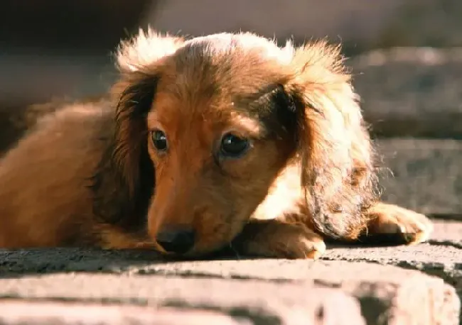 腊肠犬|腊肠犬三种常见不良习惯的家庭纠正方法