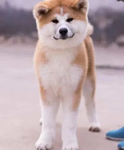 秋田犬|夏季饲养秋田犬最关键的问题