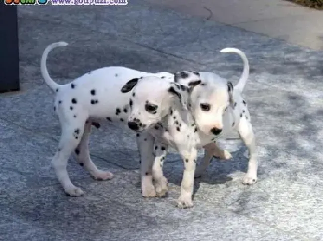 斑点狗|斑点狗最近总流黄鼻涕是感冒还是可怕的狗瘟？