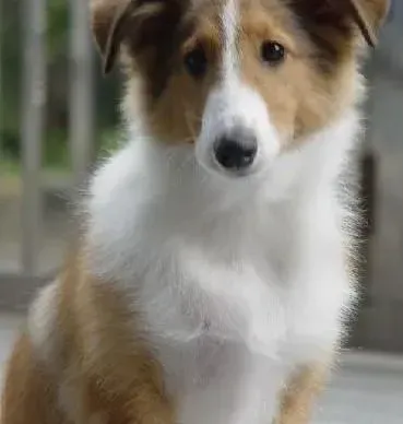 苏格兰牧羊犬|对苏格兰牧羊犬耳朵和牙齿的清洁护理