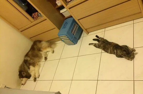 这是历史性的一刻！磨合期的猫狗姐妹罕见在一起 | 狗