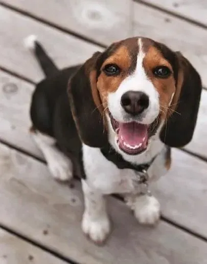 比格犬|喂养讲科学 如何让比格犬身体更健康