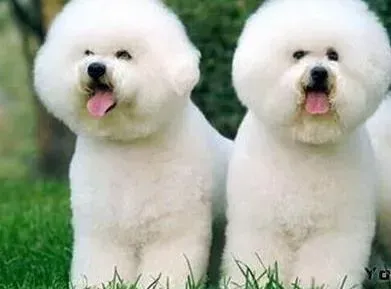 比熊犬|产后比熊犬的护理技巧分享