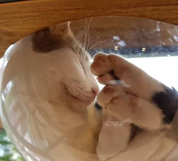 猫咪游乐园主题餐厅  成为未来流浪喵们的庇护所 | 猫