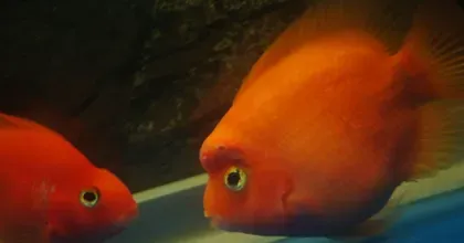 鹦鹉鱼体内寄生虫怎么治疗 保持水质良好 | 鹦鹉鱼