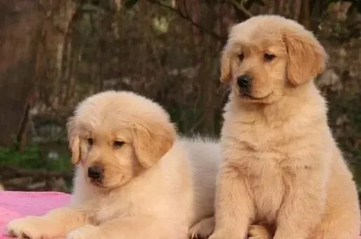 金毛|金毛犬为什么会拉黑色稀便