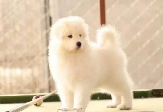 萨摩耶|每天为萨摩耶犬梳理毛发的好处