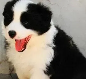 边境牧羊犬|边境牧羊犬患上了湿疹能洗澡吗 用什么药合适